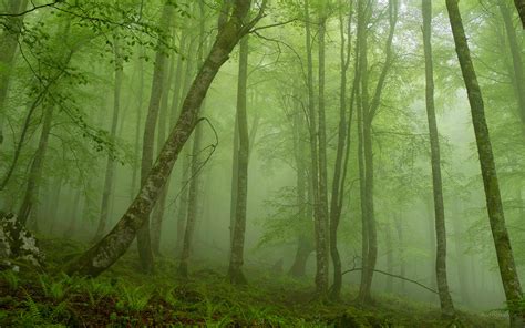 foggy mystic forest wallpaper
