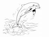 Delfin Ausmalen Ausdrucken Malvorlagen Delfine Ausmalbild Kinderbilder Kostenlos Delphine Ausmalbilder Bild Einzigartig Reptile Universum Intelligente Farbung sketch template