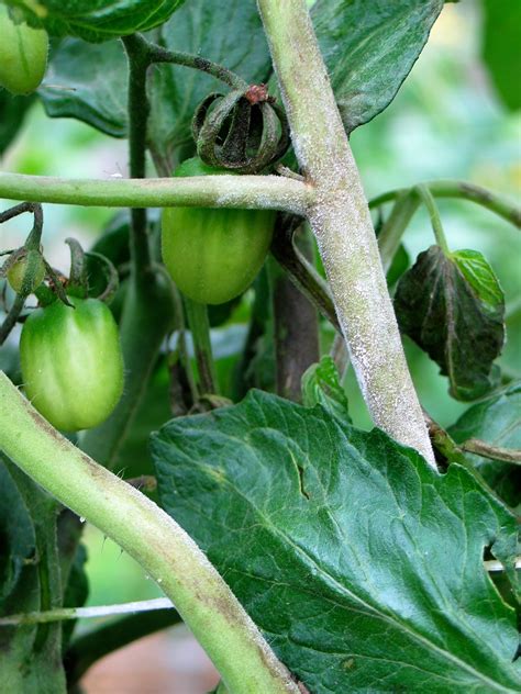 late blight  tomatoes