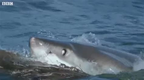 Dramatic Moment Great White Shark Attacks Seal Pup In Astonishing