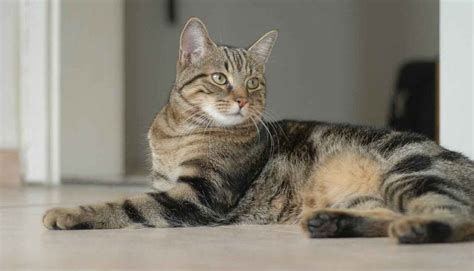 european shorthair information cat breed facts pets feed