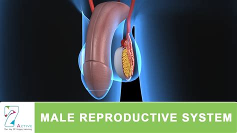 Male Reproductive System Of Human