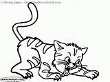 Coloring Pages Wild Cat Miracle Timeless Wildcat Template Wildcats Logo sketch template