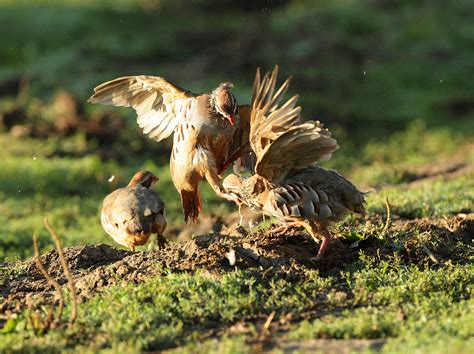 Red Legged Partridge Pair Early Morning Disagreement August Suffolk