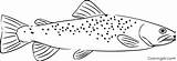 Trout Coloringall sketch template