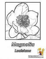 Coloring State Louisiana Flower Magnolia Usa sketch template