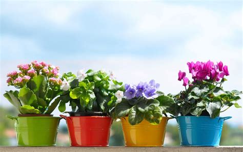 top  summer flowering plants  pots ferns  petals official blog