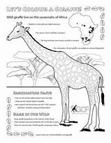 Coloring Pages Giraffe Wildlife Kids sketch template