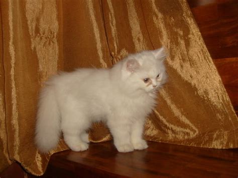 white odd eyed persian kitten for sale sold for sale