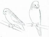 Bird Coloring Pages Budgies Drawings Parakeet Birds Drawing Parakeets sketch template