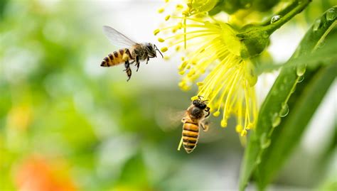 happy farmer farming gardening  beekeeping blog