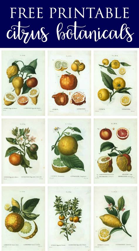spring botanical art  printables  lemon botanical print wall art