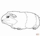 Coloring Gerbil Cute Pages Drawing Mouse Gerbils Clipart Template Cliparts Color Printable Sketch Templates sketch template