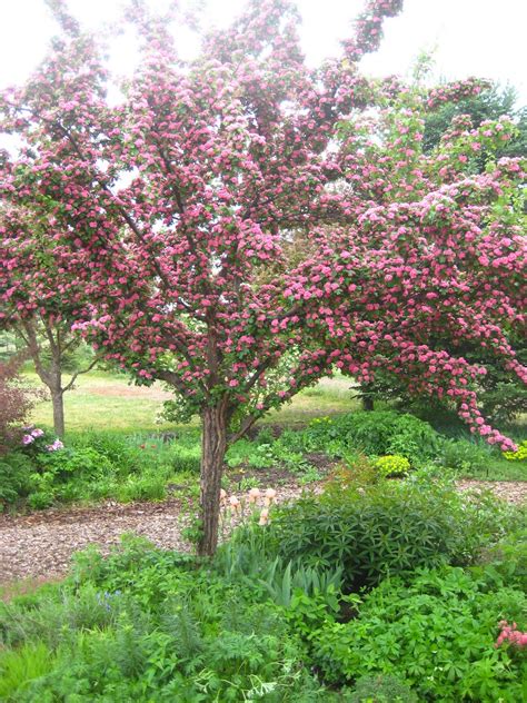 spring beauty blooming trees  shrubs susans   garden