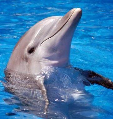 study reveals dolphins super long memory bernews
