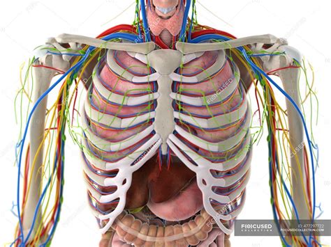 anatomia  torax ilustracao computacional ossos branco stock