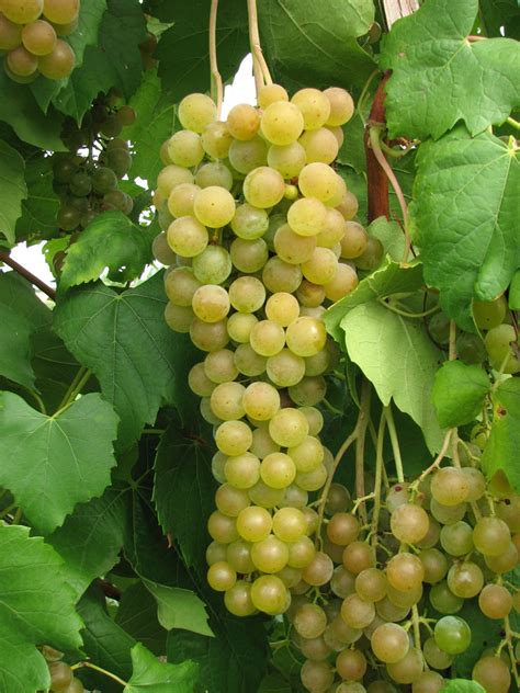 releases  numbered selections   geneva grape breeding