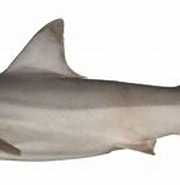 Afbeeldingsresultaten voor "carcharhinus Fitzroyensis". Grootte: 180 x 96. Bron: fishesofaustralia.net.au