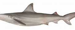 Afbeeldingsresultaten voor "carcharhinus Fitzroyensis". Grootte: 243 x 96. Bron: fishesofaustralia.net.au