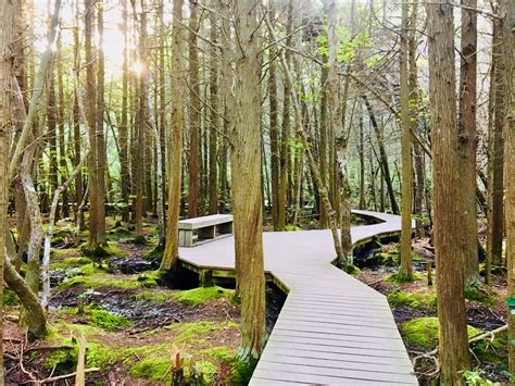 atlantic white cedar swamp trail  boardwalk hike  massachusetts