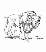 Coloring Lions Pages Print Kids sketch template