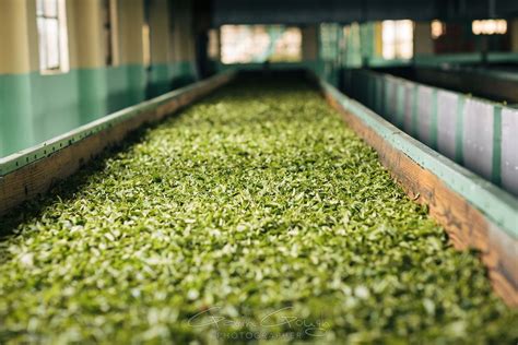 tea leaves  dried  withering troughs   tea factory glenburn tea estate darjeeling