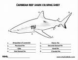 Shark Coloring Parts Kids Sharks Sheet Activities Sheets Body Facts Grade Activity Worksheets Learning Help Will Reef Educational Swimming Resources sketch template