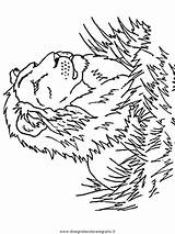 Lion Lions Disegni Leone Colorare Felini Colorat Leoni Animale P29 Kolorowanki Hugolescargot Annimaux Colo Lwy Herbes Hautes Masque Planse Kolorowanka sketch template