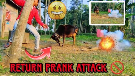 Return Prank Attack Cow Prank P4pakaoofficial Prankvlog Reaction