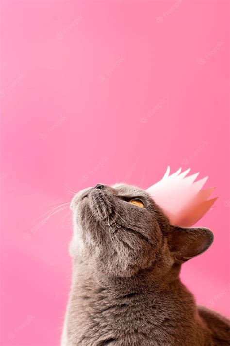 pink cat  crown wallpaper wallpaperscom