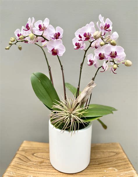 pretty pink orchids  visit purelyfloralcom  palos verdes