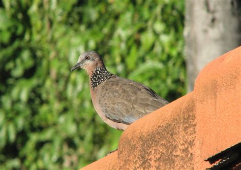 andy frank spotted  zebra doves hawaii