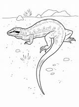 Colorear Lagarto Lagartos Eidechse Axolotl Jaszczurka Lucertola Dibujado Colorkid Lizard sketch template