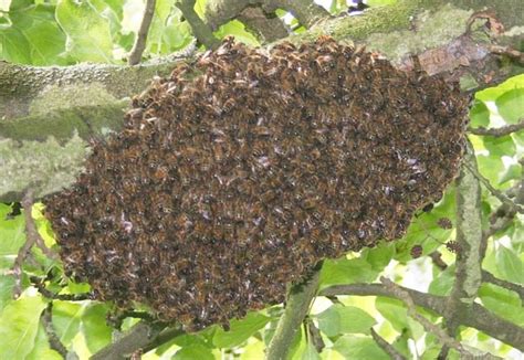 bees leave  hive  reasons  bee absconding dengarden