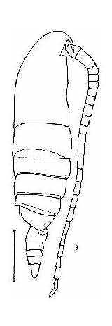 Calanus Sinicus Issued Taxon Invert 1464 Copepodes sketch template