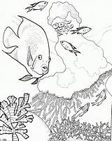 Koralle Ausmalbild Fish sketch template