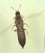 Afbeeldingsresultaten voor "typhlotanais Tenuicornis". Grootte: 158 x 185. Bron: insecta.pro