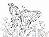 Butterfly Coloring Swallowtail Pages Old Drawing Printable Caterpillar Drawings 1199 74kb sketch template