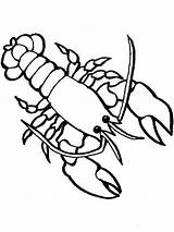 Lobster Coloring Pages Sea Drawing Crayfish Crawfish Kids Colouring Animals Outline Marine Animal Simple Clipart Line Cute Color Printable Ocean sketch template