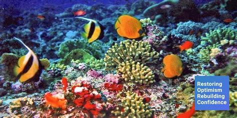 indonesia surga terumbu karang dunia