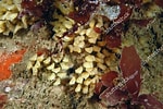 Afbeeldingsresultaten voor "ocenebra Erinacea". Grootte: 150 x 100. Bron: www.shutterstock.com