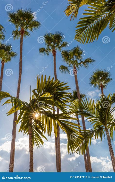 palm trees  tampa riverwalk  tampa florida stock photo image