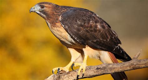 types  hawks   united states  bird watching hq