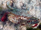 Image result for "portunus Spinimanus". Size: 145 x 106. Source: reefguide.org