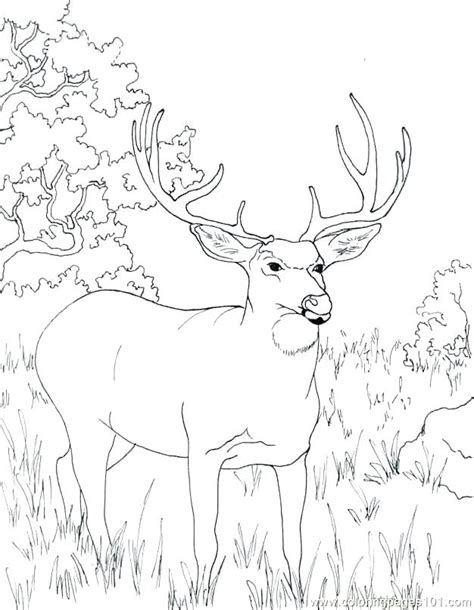 coloring pages  realistic deer adult coloring pages deers google
