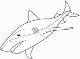 Shark Tiger Coloring Mako Drawing Pages Drawings Ocean Life Tooth Kids Sharks Getdrawings Clipart Draw Found sketch template