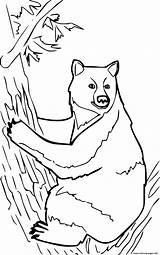 Ours Noir Mammals Clipart Parole Grizzly Arbre Coloriages Envole Insertion sketch template