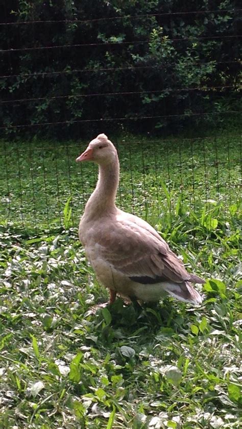 american buff goose animals goose duck