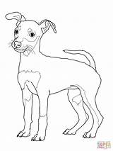 Coloring Pages Dog Pinscher Puppy Miniature Doberman Rottweiler Weimaraner Schnauzer Printable Sheets Drawing Jack Colouring Mini Print Color Cute Desenho sketch template