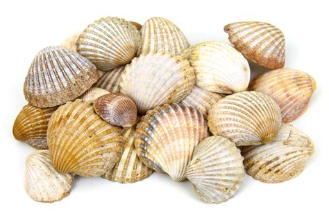 sea shells  stock photo public domain pictures